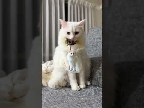 かっこよく編集されたオマヌケさん　 #cat #猫