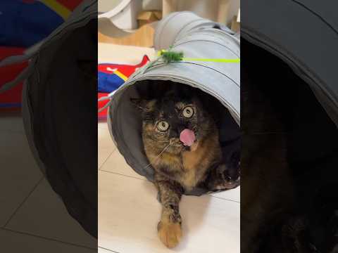 トイレハイで荒ぶりまくるサビ猫モモちゃん！ #shorts