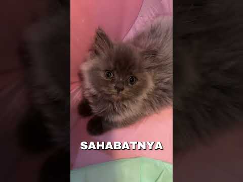 sedih ketika kucing ini ditinggal temannya yang meninggal!#shortfeed#feed#shorts#kucing#short