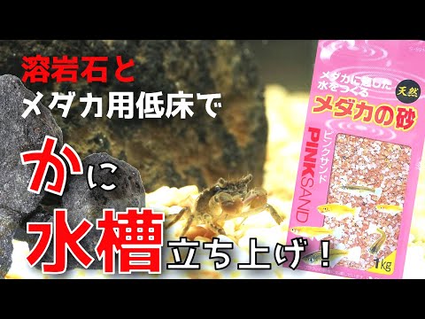 【アクアリウム】初めての海水水槽~瀕死のカニを飼い始めました
