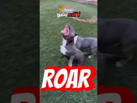 Love active American Bully dogs !! #americanbully  BomberoBullies