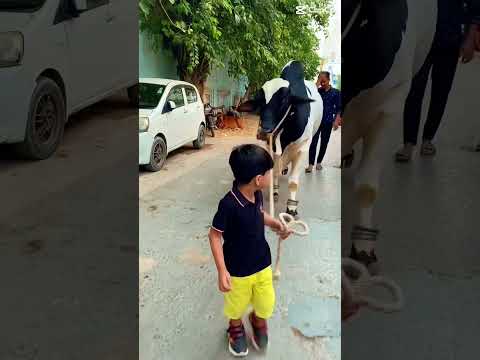 Pala howa Bachra #bakraeid #shorts #shortsfeed #sibbi #bull #follow #height #beautyful #animals #cow