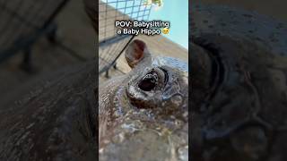 POV: Babysitting a Baby Hippo 🥹#shorts #hippo