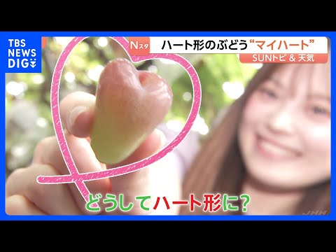 「平山ぶどう園」千葉・香取市【SUNトピ】｜<strong>TBS</strong> NEWS DIG