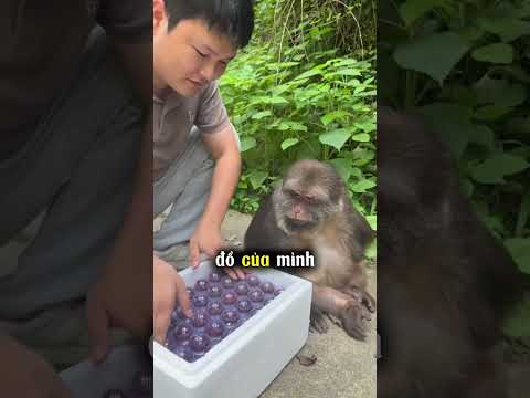 chú khỉ được anh chàng tặng kẹo hồ lô