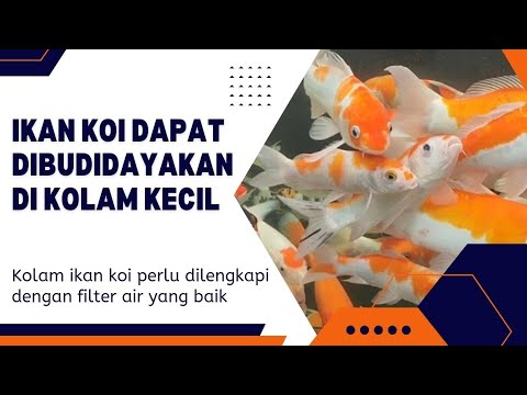 IKAN KOI DAPAT DIBUDIDAYAKAN DI KOLAM KECIL