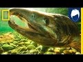 Berty Gregory's Wildlife Series Overview
