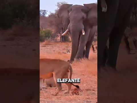 Animais que explodem depois da morte! #curiosidades #animais #bichos