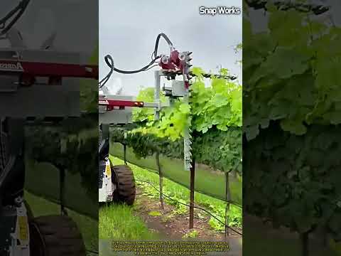 소형 로더에 L자형 커터바를 장착해 포도나무 수관을 정밀 정리하는 원리 #worker #process #engineering #agriculture #vineyard
