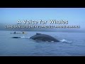 WhaleWatch Project Insights