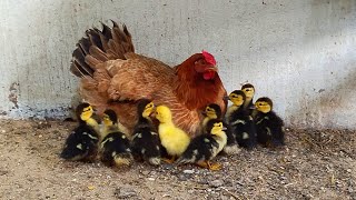 КУРИЦА РОДИЛА УТЯТ/ ТОРТ ДЛЯ КАБАНОВ/ РАБОТА ПО ХОЗЯЙСТВУ/
