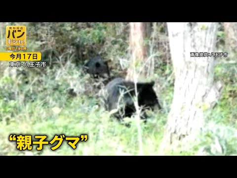 目撃相次ぐ“都内クマ”　穴とフンが小学校近くに…生息の可能性、緊迫の証言も【バンキシャ！】_5/24