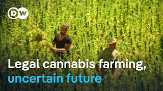 YouTube video thumbnail: Morocco's Cannabis Reform: Why Small Farmers are Left Behind