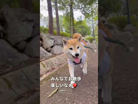 柴犬とチワワと一緒に楽しむお出かけ散歩の様子 サムネイル