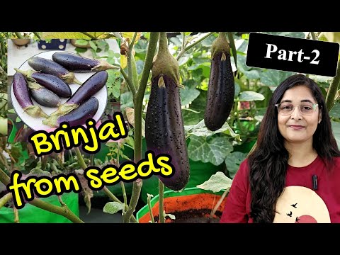 🔴BRINJAL PLANT GROWING/ GROW BRINJAL FROM SEEDS IN POT बेंगन का पोधा कैसे गमले में लगायें #brinjal