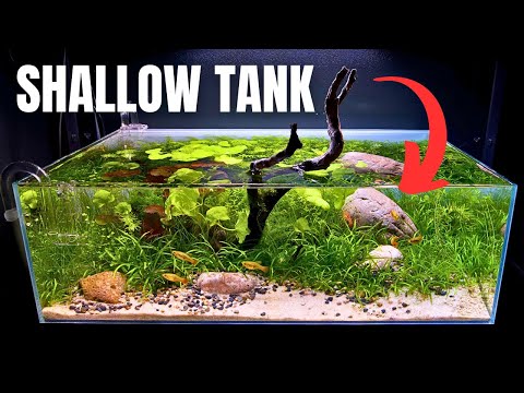 I MADE A SHALLOW AQUARIUM FOR BEAUTIFUL PLATIES &  Everything I've used to create this shallow aquascape (affiliate links)

TANK
US_ https_//bit.ly/3Cm