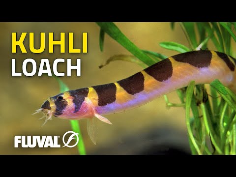 Species Spotlight | Kuhli Loach