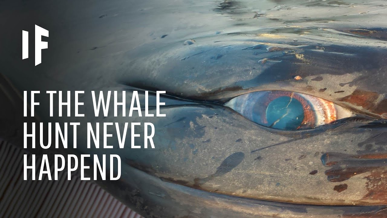 What If We Never Started Hunting Whales?