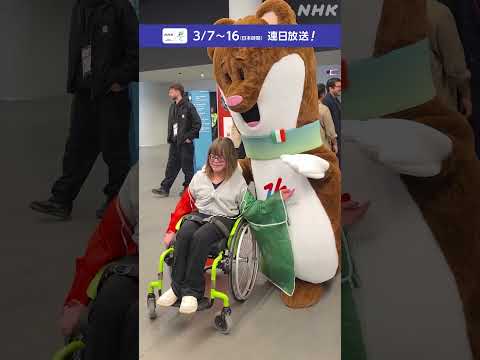 ミラノ・コルティナパラリンピックのマスコット🤎オコジョの 「ミロ」🤎生まれたときから後ろ足の片方がないミロ。よく見ると“ふさふさしっぽ”を使いこなして歩いています #shorts #その一瞬をNHKで