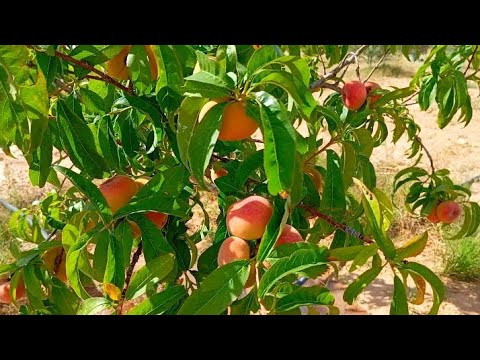 طريقة فعالة لزيادة حجم ثمار الخوخ🍊 & تعلم زيادة حجم الثمار بطريقة طبيعية 🌳