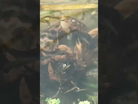 மீன் துண்டுக்கு வந்த |நண்டு வேட்டை |crab |hunting |video |shotrs