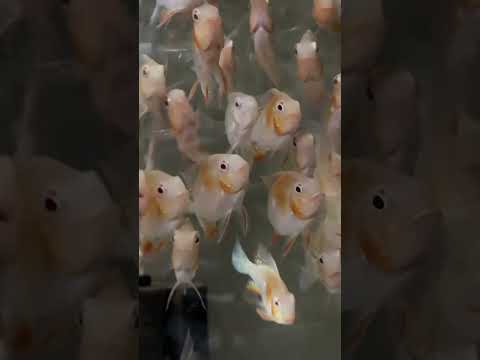 Albino heklii fish