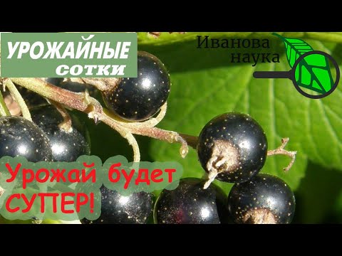 Всего пара ложек и смородина с крыжовником завалят ягодами после такого ухода!