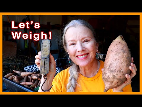 See how many pounds of sweet potatoes I grew | Vintage Weight Scale!