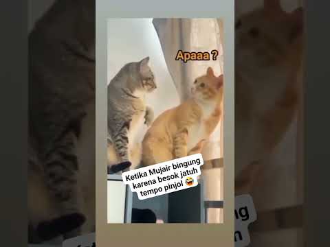 di putar berkali kali bikin ngakak, ada aja ulah dua kucing ini - pinjam dulu seratus #shortvideo