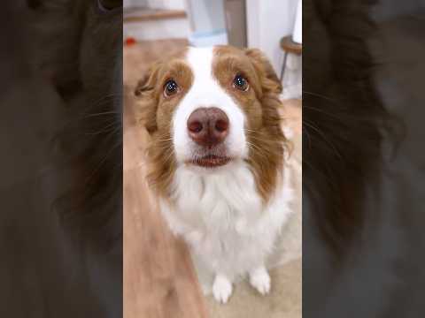 お散歩に行きたい犬達の圧力がすごすぎる😂💦【ボーダーコリー・オーストラリアンシェパード】#shorts