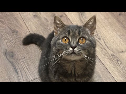 Збірка милих відео Мілки за останній місяць🤩😊🐈‍⬛💜