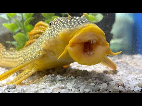 Late night fishroom walk-through 12-30-2022 🔔 Subscribe so you won't miss our next video_ https_//www.youtube.com/c/cunninghamcichlids
🛒 B