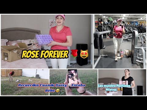 ROSE 🌹 FOREVER 😍🫶ROSAS 🌷NATURALES 👍🏻💯   DAISY 🐩Y SOFI 🐶JUGANDO 😂😜QUIÉN AGUANTA 😅 MÁS 🤪