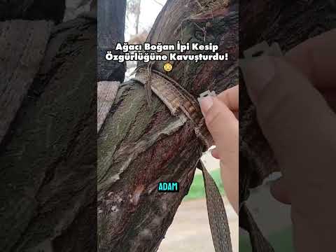 Ağacı Boğan İpi Kesip Özgürlüğüne Kavuşturdu! 😳