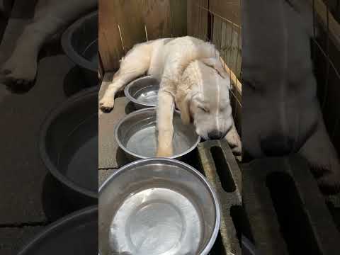 Happy dog #happydog  #dog  #funnyvideos  #funnydogs  #cutedog  #doglife  #dogs