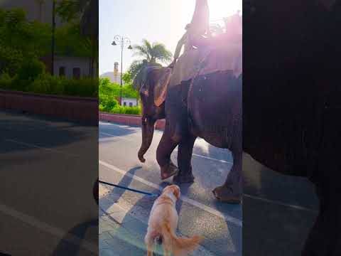 मेरा डॉग कहां जाना चाहता था😱 #funnydogs #shorts