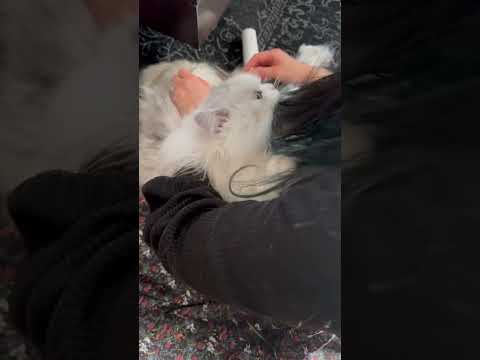 ブラッシングしてたら毛づくろいで返してくれる猫　#猫のいる暮らし  #ねこ