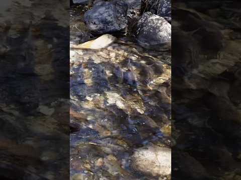 Did you know trout spawn during the spring months? #trout #outdoors #nature