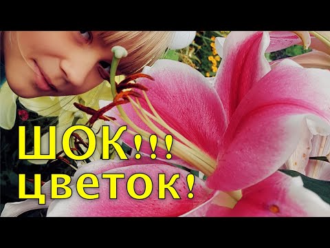 Хотите КРУПНЫЕ цветы у ЛИЛИЙ? - делайте ТАК. Подкормка лилий перед цветением
