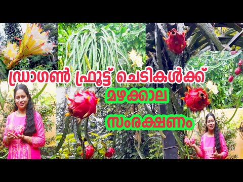 ഡ്രാഗൺ ഫ്രൂട്ട് ചെടികൾക്ക് മഴക്കാല സംരക്ഷണം Dragon Fruit Plant Care