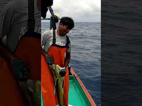 Sorpresa dorada en alta mar: atraparon grandes peces uno tras otro
