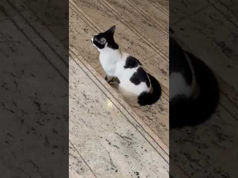 Catslover #catshorts #cats #animals #viralvideo #ytshorts