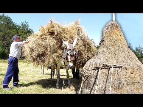 BARGA de HIERBA ancestral. Corte con DALLA, transporte en CABALLERÍAS y almacenamiento en MODOLONES