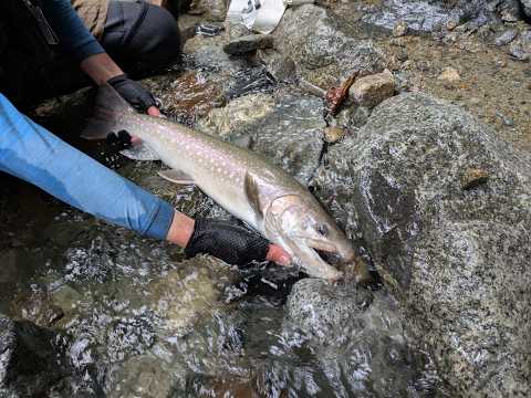 【源流釣り】2泊3日で大岩魚の夢を追う旅