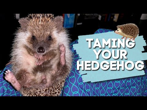 How To Tame A Hedgehog