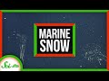 Marine Snow and Its Impact on the Ocean and Climate