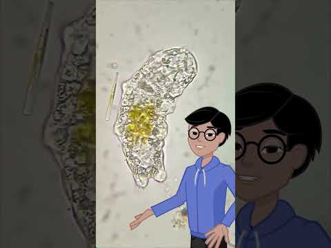 Tardigrades: Earth’s Toughest Tiny Animals! 🐻❄️