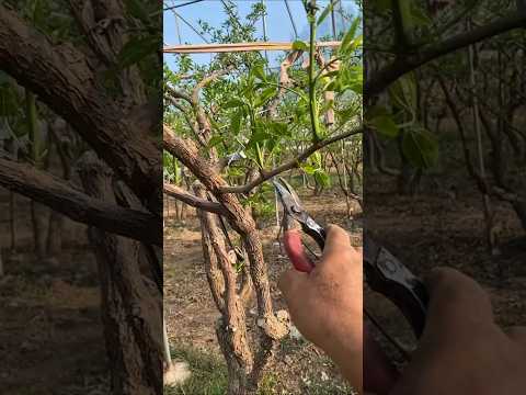 Jujube tree branches process #satisfying #pruning #shorts