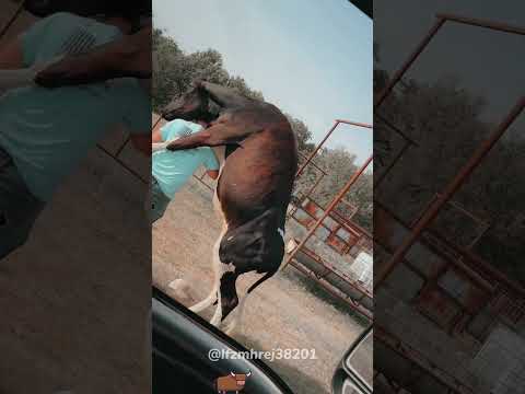 Crazy cow.#cow #cows #funnyanimals #funnyvideos