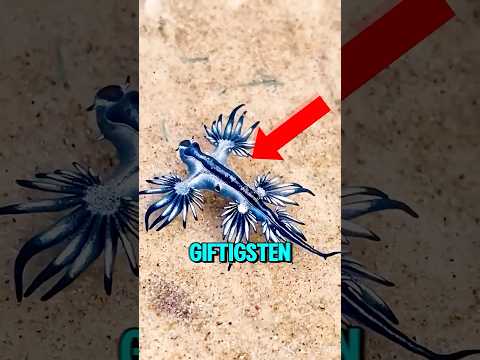 3 Der Giftigsten Tiere Der Welt, Die Dich Sofort Töten Können! 😱🐍